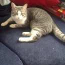 Подробнее об объявлении «Найден котик Реутов» Фото: найдена кошка  «Найден котик Реутов» в г. Реутов