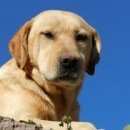 Подробнее об объявлении «Белгород Найдена собака кобель» Фото: найдена собака Лабрадор ретривер «Белгород Найдена собака кобель» в г. Белгород