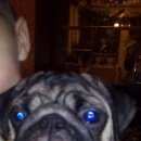 Подробнее об объявлении «Пропала собака кобель мопс на троллейном ж/м Новосибирск» Фото: пропала собака Мопс «Пропала собака кобель мопс на троллейном ж/м...» в г. Новосибирск