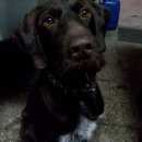 Подробнее об объявлении «Пропала собака дратхаар  девочка, в 102 кв. с ошейником Улан-Удэ» Фото: пропала собака Дратхаар «Пропала собака дратхаар  девочка, в 102 кв. с...» в г. Улан-Удэ