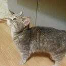 Подробнее об объявлении «Найдена кошка Мытищи» Фото: найдена кошка  «Найдена кошка Мытищи» в г. Мытищи