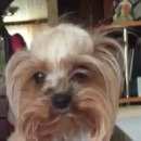 Подробнее об объявлении «Липецк Пропала собака» Фото: пропала собака Йоркширский терьер «Липецк Пропала собака» в г. Липецк