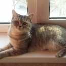 Подробнее об объявлении «Пропала кошка домашняя кошка Великий Новгород (Новгород)» Фото: пропала кошка Британская короткошерстная «Пропала кошка домашняя кошка Великий Новгород...» в г. Великий Новгород (Новгород)