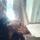 Подробнее об объявлении «Курск Найдена собака кобель» Фото: найдена собака Такса «Курск Найдена собака кобель» в г. Курск