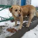 Подробнее об объявлении «Найдена собака кобель Орехово-Зуево» Фото: найдена собака Лабрадор ретривер «Найдена собака кобель Орехово-Зуево» в г. Орехово-Зуево