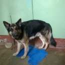 Подробнее об объявлении «Найдена собака кобель Орехово-Зуево» Фото: найдена собака Немецкая овчарка «Найдена собака кобель Орехово-Зуево» в г. Орехово-Зуево