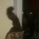 Подробнее об объявлении «Найден кот Москва» Фото: найдена кошка  «Найден кот Москва» в г. Москва