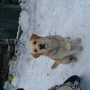 Подробнее об объявлении «Пропала собака кобель лабрадор Санкт-Петербург» Фото: пропала собака Лабрадор ретривер «Пропала собака кобель лабрадор Санкт-Петербург» в г. Санкт-Петербург