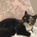 Подробнее об объявлении «Найдена кошка кошечка Троицк» Фото: найдена кошка  «Найдена кошка кошечка Троицк» в г. Троицк