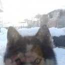 Подробнее об объявлении «Пропала собака кобель потерялась собака хаски Новосибирск» Фото: пропала собака  «Пропала собака кобель потерялась собака хаски...» в г. Новосибирск