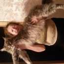 Подробнее об объявлении «Ковров Пропал кот» Фото: пропала кошка Мейн-кун «Ковров Пропал кот» в г. Ковров