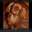 Подробнее об объявлении «Санкт-Петербург Пропала собака» Фото: пропала собака  «Санкт-Петербург Пропала собака» в г. Санкт-Петербург