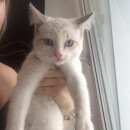 Подробнее об объявлении «Найден кот Ханты-Мансийск» Фото: найдена кошка  «Найден кот Ханты-Мансийск» в г. Ханты-Мансийск