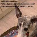 Подробнее об объявлении «Фрязино Найдена собака» Фото: найдена собака Уиппет «Фрязино Найдена собака» в г. Фрязино