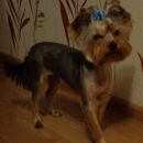 Подробнее об объявлении «Тосно Пропала собака кобель» Фото: пропала собака Йоркширский терьер «Тосно Пропала собака кобель» в г. Тосно