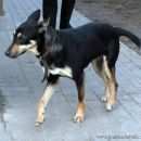 Подробнее об объявлении «Тосно Пропала собака» Фото: пропала собака  «Тосно Пропала собака» в г. Тосно