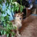 Подробнее об объявлении «Красноярск Найдена собака» Фото: найдена собака  «Красноярск Найдена собака» в г. Красноярск