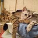 Подробнее об объявлении «Мытищи Пропала кошка» Фото: пропала кошка  «Мытищи Пропала кошка» в г. Мытищи