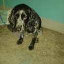 Подробнее об объявлении «Найдена собака Нижний Новгород» Фото: найдена собака Русский охотничий спаниель «Найдена собака Нижний Новгород» в г. Нижний Новгород