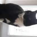 Подробнее об объявлении «Севастополь Найден кот» Фото: найдена кошка  «Севастополь Найден кот» в г. Севастополь