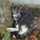 Подробнее об объявлении «Найдена кошка домашняя кошка около 6 лет Москва» Фото: найдена кошка  «Найдена кошка домашняя кошка около 6 лет Москва» в г. Москва
