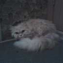 Подробнее об объявлении «Найдена кошка Магнитогорск» Фото: найдена кошка  «Найдена кошка Магнитогорск» в г. Магнитогорск