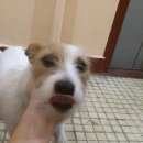 Подробнее об объявлении «Москва Найдена собака сука в биберево на ул корнейчука 52 ждет своего хозяина» Фото: найдена собака  «Москва Найдена собака сука в биберево на ул...» в г. Москва