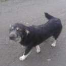 Подробнее об объявлении «Пропала собака кобель в районе юкки – порошкино потерялась собака. зовут мишка. Санкт-Петербург» Фото: пропала собака  «Пропала собака кобель в районе юкки – порошкино...» в г. Санкт-Петербург