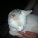 Подробнее об объявлении «Троицк Найден кот белый кот с серой буквой v на голове» Фото: найдена кошка  «Троицк Найден кот белый кот с серой буквой v на...» в г. Троицк