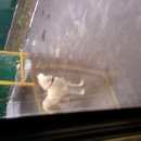 Подробнее об объявлении «Найдена собака кобель потерявшая хоэяина Лыткарино» Фото: найдена собака  «Найдена собака кобель потерявшая хоэяина Лыткарино» в г. Лыткарино