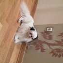 Подробнее об объявлении «Найдена собака кобель пекинс японский хин мальчик Нижний Новгород» Фото: найдена собака Пекинес «Найдена собака кобель пекинс японский хин...» в г. Нижний Новгород