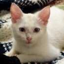 Подробнее об объявлении «Одинцово Пропала кошка» Фото: пропала кошка  «Одинцово Пропала кошка» в г. Одинцово