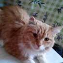 Подробнее об объявлении «Найдена кошка Ханты-Мансийск» Фото: найдена кошка  «Найдена кошка Ханты-Мансийск» в г. Ханты-Мансийск