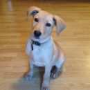 Подробнее об объявлении «Найдена собака кобель Реутов» Фото: найдена собака  «Найдена собака кобель Реутов» в г. Реутов