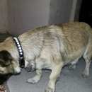 Подробнее об объявлении «Аксай (Ростовская обл.) Найдена собака» Фото: найдена собака  «Аксай (Ростовская обл.) Найдена собака» в г. Аксай (Ростовская обл.)