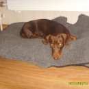 Подробнее об объявлении «Энгельс Найдена собака такса» Фото: найдена собака Такса «Энгельс Найдена собака такса» в г. Энгельс