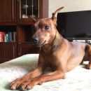 Подробнее об объявлении «Санкт-Петербург Пропала собака кобель» Фото: пропала собака Карликовый пинчер «Санкт-Петербург Пропала собака кобель» в г. Санкт-Петербург