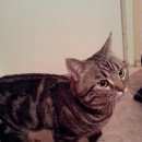 Подробнее об объявлении «Найден кот Ханты-Мансийск» Фото: найдена кошка  «Найден кот Ханты-Мансийск» в г. Ханты-Мансийск