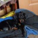 Подробнее об объявлении «Егорьевск Найдена собака» Фото: найдена собака Такса «Егорьевск Найдена собака» в г. Егорьевск