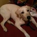 Подробнее об объявлении «Москва Найдена собака кобель лабрадор, преображенское 10.10.2015» Фото: найдена собака Лабрадор ретривер «Москва Найдена собака кобель лабрадор,...» в г. Москва