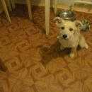 Подробнее об объявлении «Найдена собака Петродворец» Фото: найдена собака  «Найдена собака Петродворец» в г. Петродворец