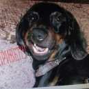 Подробнее об объявлении «Липецк Пропала собака кобель такса» Фото: пропала собака Такса «Липецк Пропала собака кобель такса» в г. Липецк