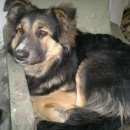 Подробнее об объявлении «Найдена собака кобель молодой черный кобель Нижний Новгород» Фото: найдена собака  «Найдена собака кобель молодой черный кобель...» в г. Нижний Новгород