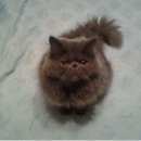 Подробнее об объявлении «Лобня Пропал кот» Фото: пропала кошка Персидская «Лобня Пропал кот» в г. Лобня