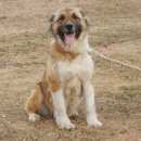 Подробнее об объявлении «Найдена собака разыскиваются хозяева Старожилово» Фото: найдена собака Кавказская овчарка «Найдена собака разыскиваются хозяева Старожилово» в г. Старожилово