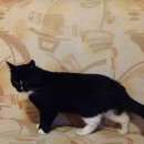 Подробнее об объявлении «Найден кот черно-белый кот Москва» Фото: найдена кошка  «Найден кот черно-белый кот Москва» в г. Москва