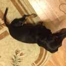 Подробнее об объявлении «Новокузнецк Найдена собака» Фото: найдена собака Такса «Новокузнецк Найдена собака» в г. Новокузнецк