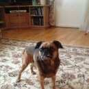 Подробнее об объявлении «Найдена собака Сестрорецк» Фото: найдена собака  «Найдена собака Сестрорецк» в г. Сестрорецк