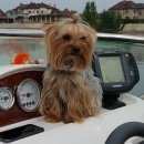 Подробнее об объявлении «Пропала собака Энгельс» Фото: пропала собака Йоркширский терьер «Пропала собака Энгельс» в г. Энгельс