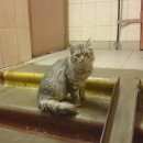 Подробнее об объявлении «Найдена кошка Москва» Фото: найдена кошка  «Найдена кошка Москва» в г. Москва